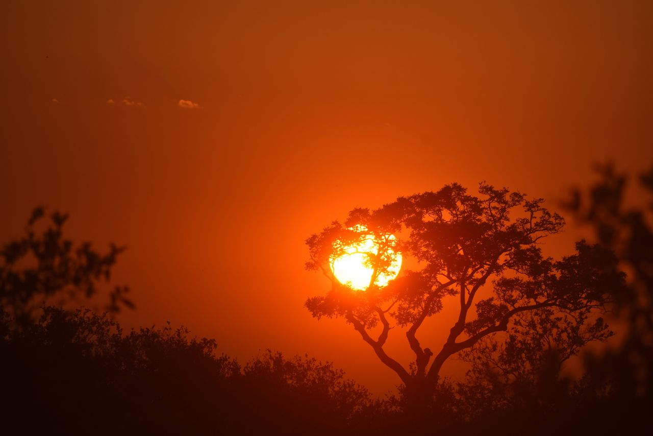 services-02 Beautiful sunset silhouette of acacia trees in South Africa's unique savanna landscape.
