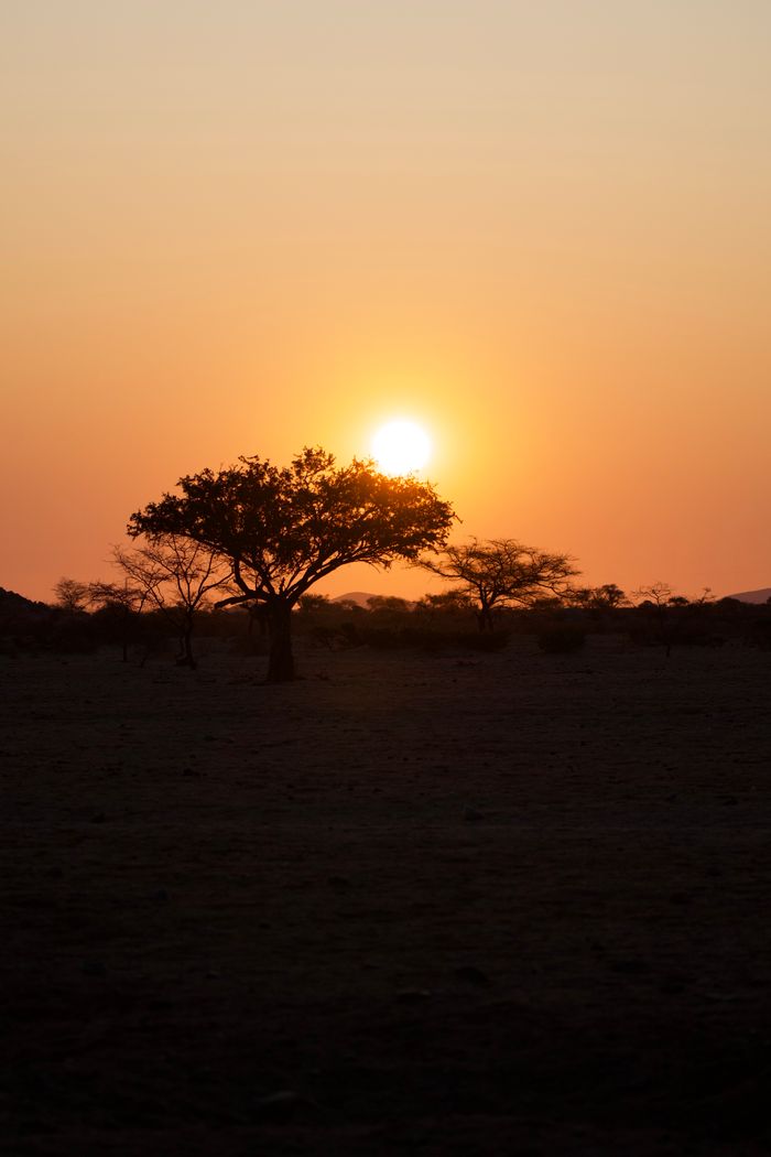 services-03 A breathtaking sunset in Namibia with an acacia tree silhouette and vibrant orange sky.
